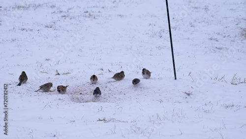 Harris's sparrows and Dark-eyed Juncos in snow, eating seeds off the ground