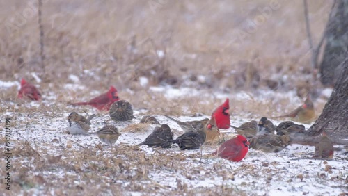 Cardinals, juncos, blackbirds and various sparrows eating seeds off the ground in heavy snowfall