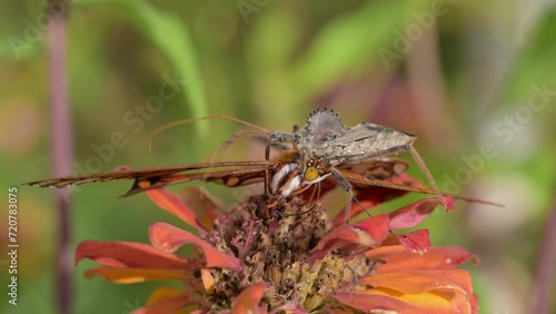 Wheelbug repositioning a Gulf Fritillary butterfly on top of a flower photo