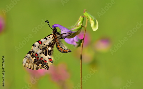 Zerynthia cerisyi  953