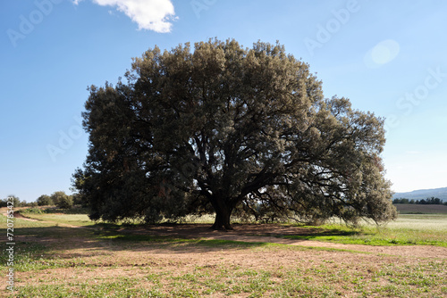 Alzina dels Colls, Oak of the Hills, Casserres, Catalonia, Spain