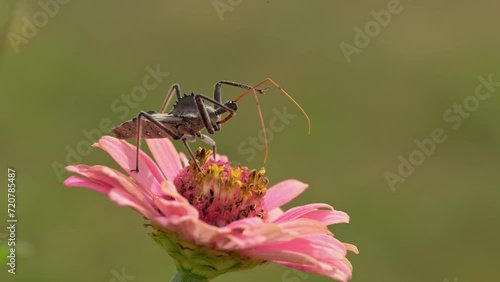 Wallpaper Mural Wheelbug sitting on a pink Zinnia, ready to attack and catch a butterfly if one comes by Torontodigital.ca