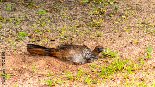 Scaled Chachalaca in the grass