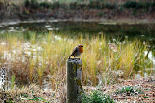 Bird, Delta of Llobregat, Catalonia, Spain