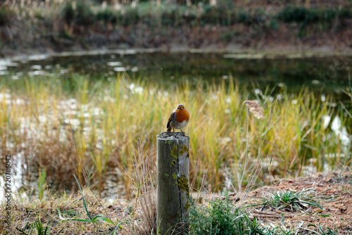 Bird, Delta of Llobregat, Catalonia, Spain