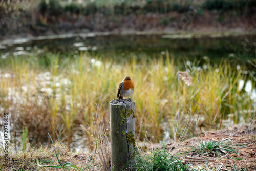 Bird, Delta of Llobregat, Catalonia, Spain