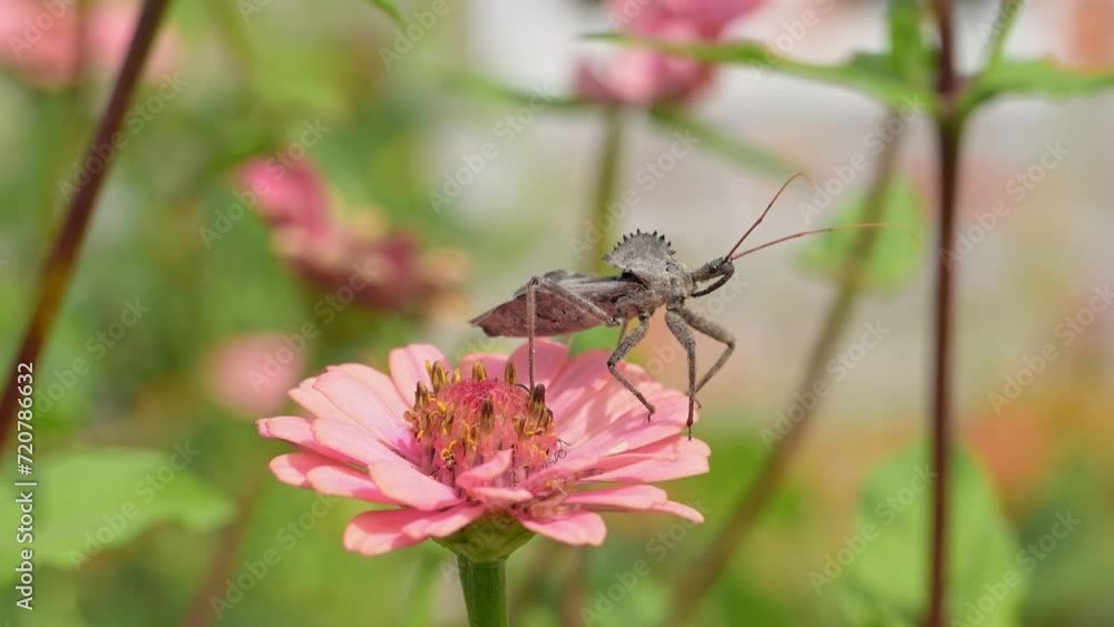 Wheelbug climbing down from a pink Zinnia flower Wheelbug climbing down from a pink Zinnia flower