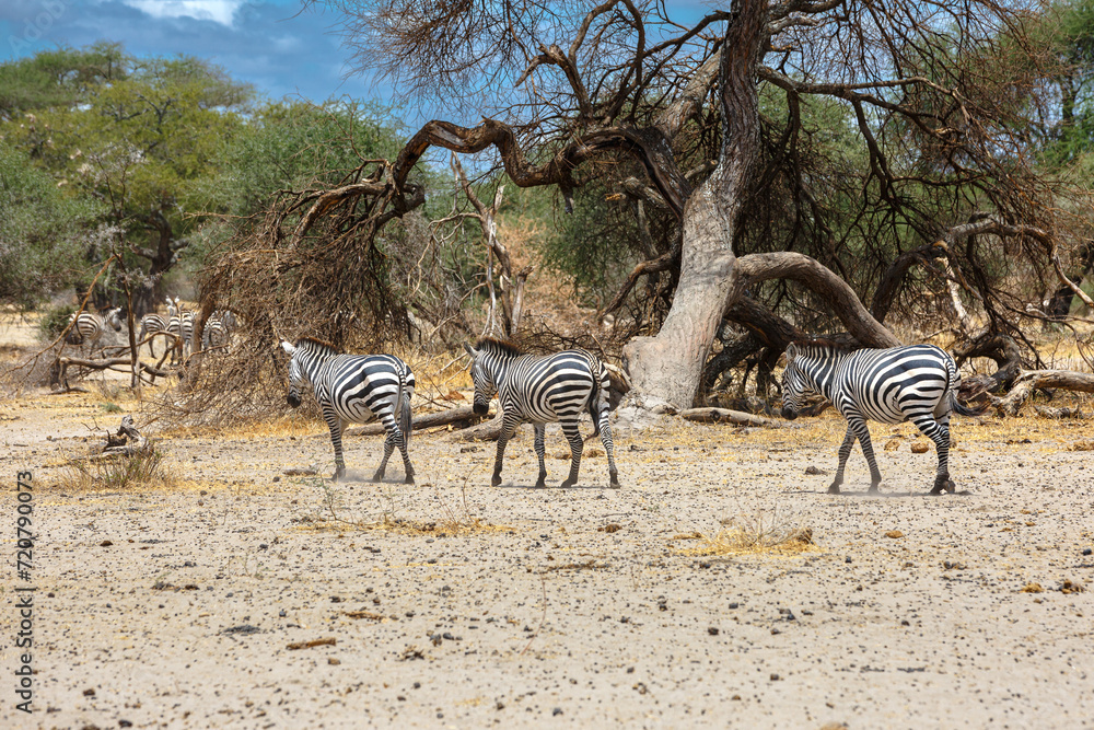 Obraz premium Zebra - Tarangire, Serengeti, Ngorongoro
