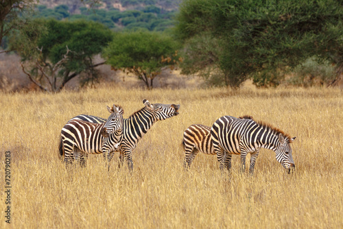 Zebra - Tarangire  Serengeti  Ngorongoro