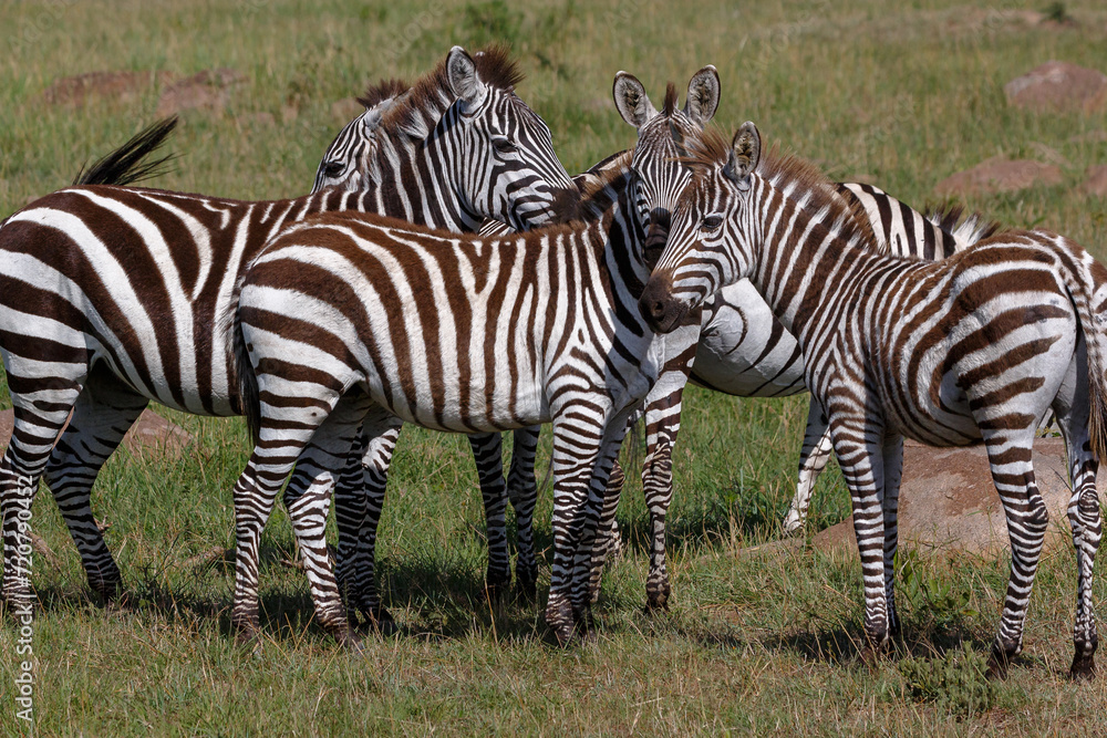 Obraz premium Zebra - Tarangire, Serengeti, Ngorongoro
