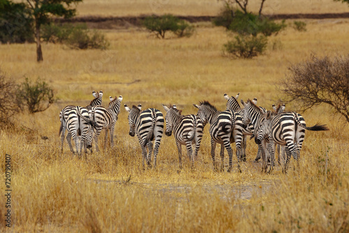 Zebra - Tarangire  Serengeti  Ngorongoro
