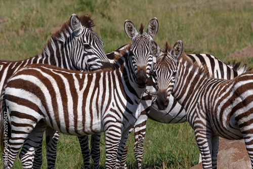 Zebra - Tarangire  Serengeti  Ngorongoro