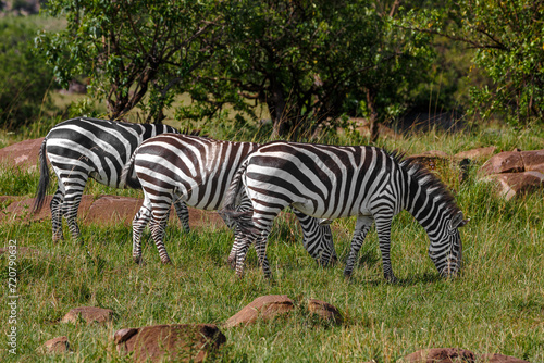 Zebra - Tarangire, Serengeti, Ngorongoro