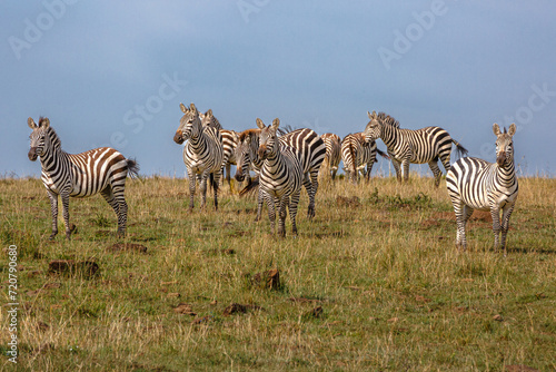 Zebra - Tarangire  Serengeti  Ngorongoro