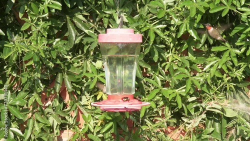 Multiple Hummingbirds and Bumble bees at nectar feeder, with the birds competing for a spot  photo