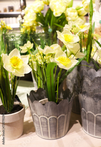 daffodils in a pot