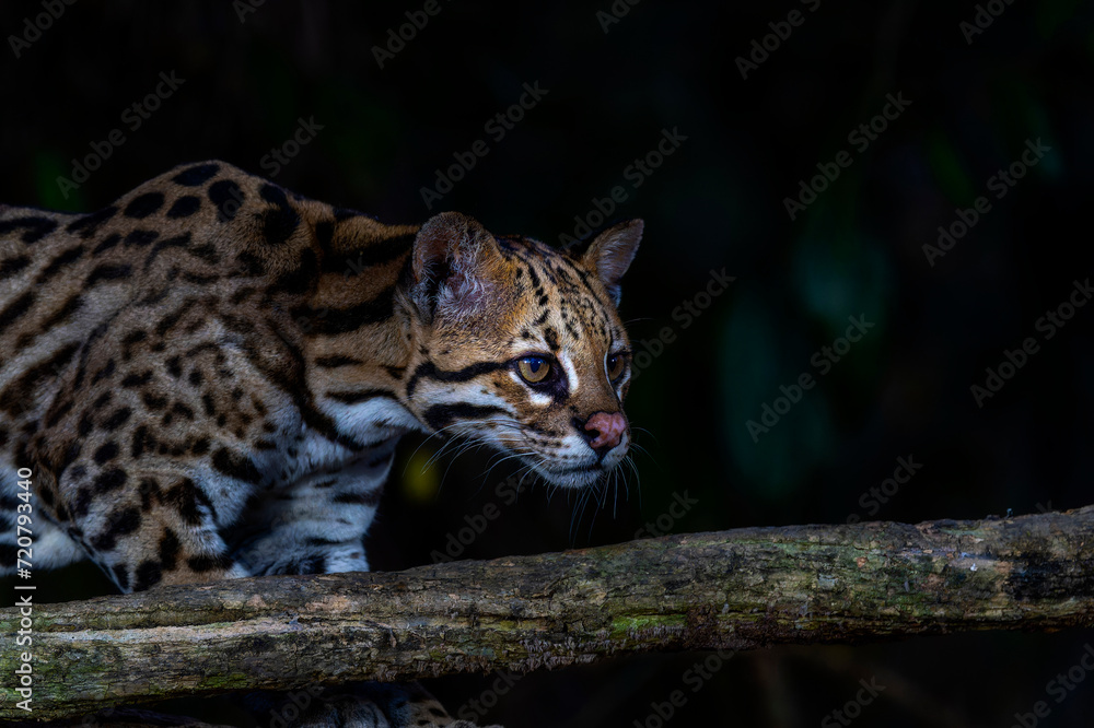Obraz premium Beautiful Wild Ocelot (Leopardus pardalis) in a Brazil Forest at Night