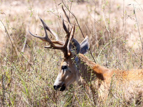 Marsh Deer (Blastocerus dichotomus) Eating Vegetation in Brazil photo