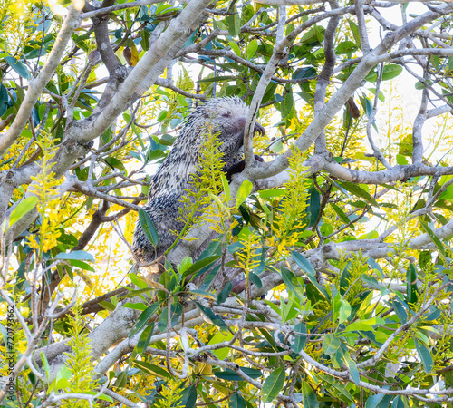 Coendou longicaudatus ssp. boliviensis Sleeping in a Tree in Brazil photo