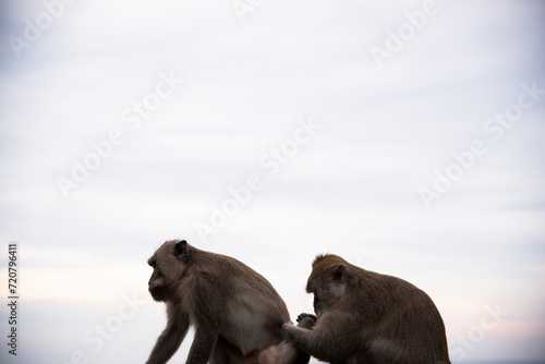 Monos © Catalina