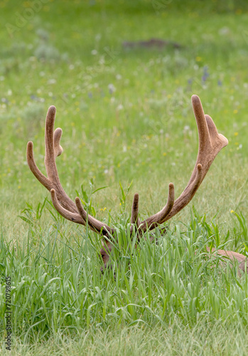 Elk in Velvet Resting in Grassy Meadow