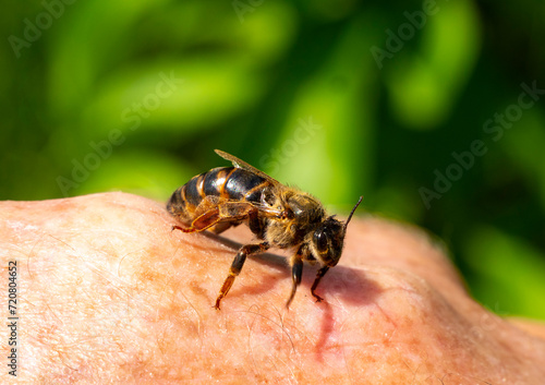 YounYoung queen bee on the beekeepers hand. A young queen bee moved from the honeycomb onto the beekeepers hand. g queen bee on the beekeepers hand.