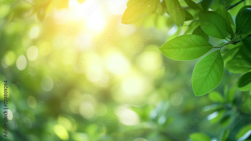 Beautiful nature view of green leaf. Beautiful nature view of green leaf.