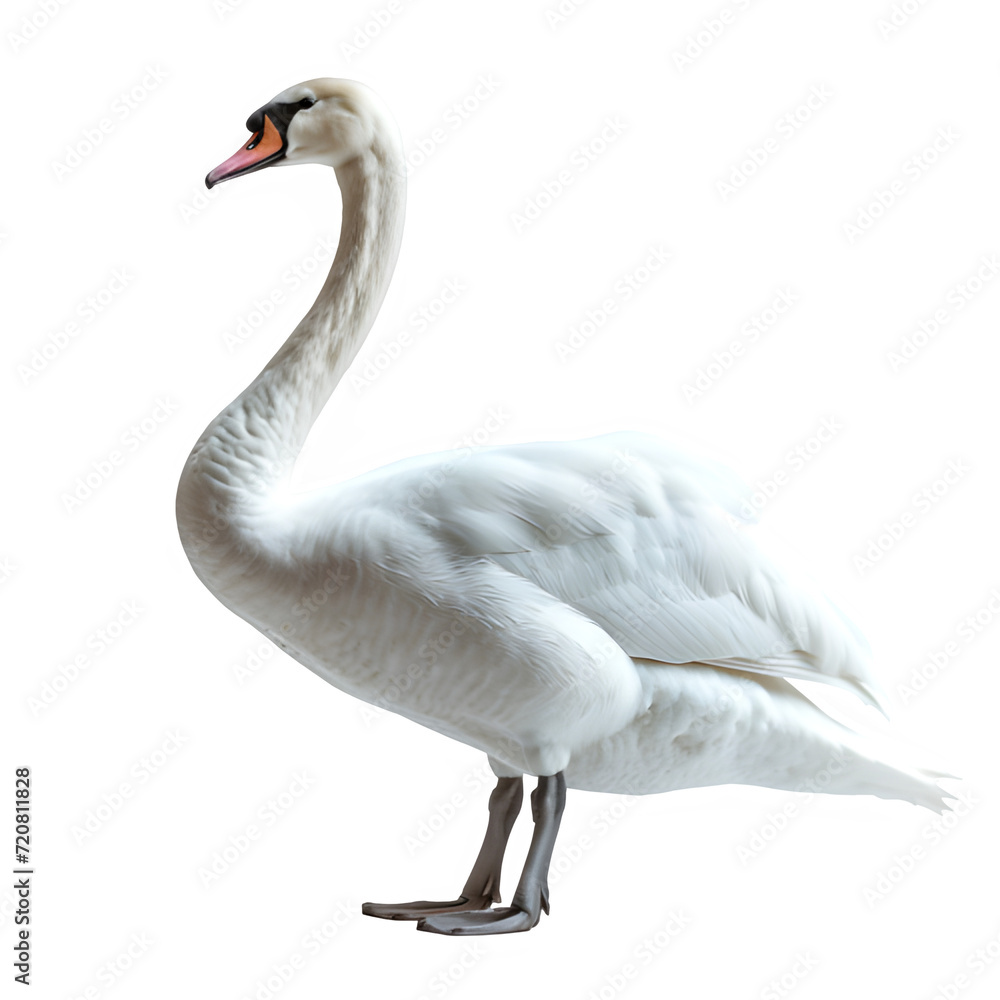white swan isolated on transparent background ,swan side view ,generative ai white swan isolated on transparent background ,swan side view ,generative ai