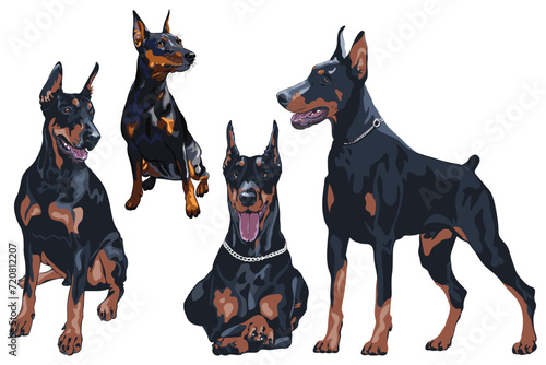 Set of dog Doberman and Miniature Pinscher breed