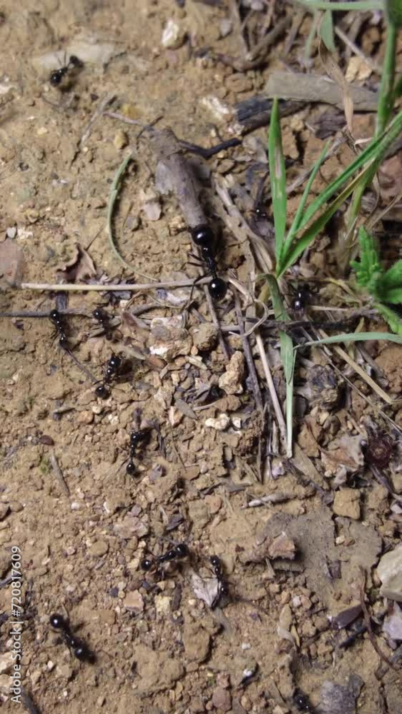 Ants work power and strength as background Ants work power and strength as background