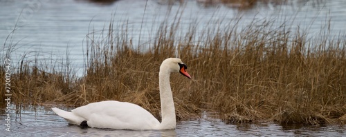 swan on a pond with reeds in the background