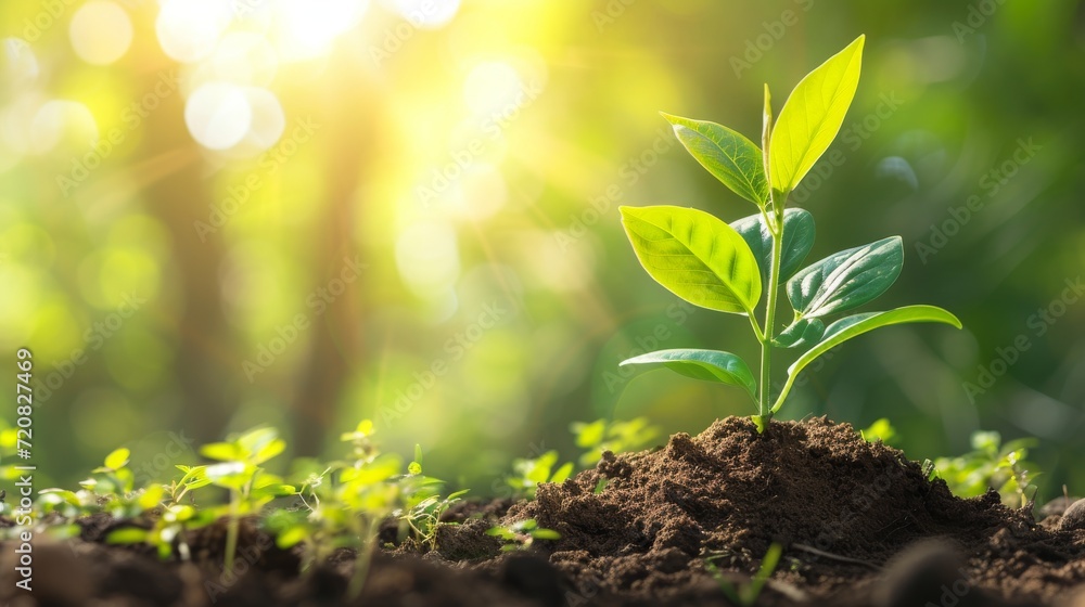 New business concept, fresh foods in soil in hand, shoots of growth from small things, big things grow New business concept, fresh foods in soil in hand, shoots of growth from small things, big things grow