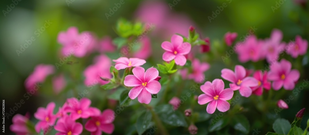 Tiny pink flowers in a Goan beach resort, used as natural decor, shown up close.