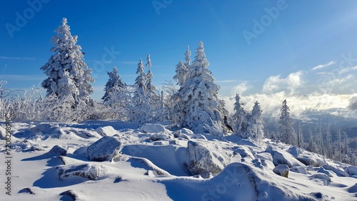 Bavarian forest Lusen snow on trees winter
