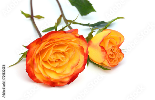 Rose isolated on white background