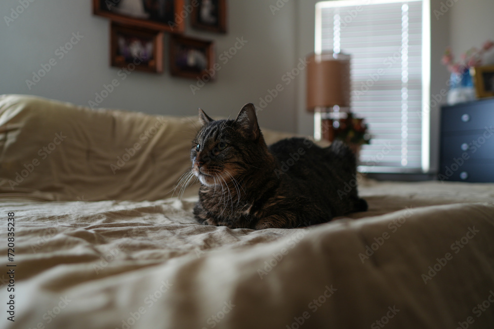Cute Tabby Cat Resting On A Bed