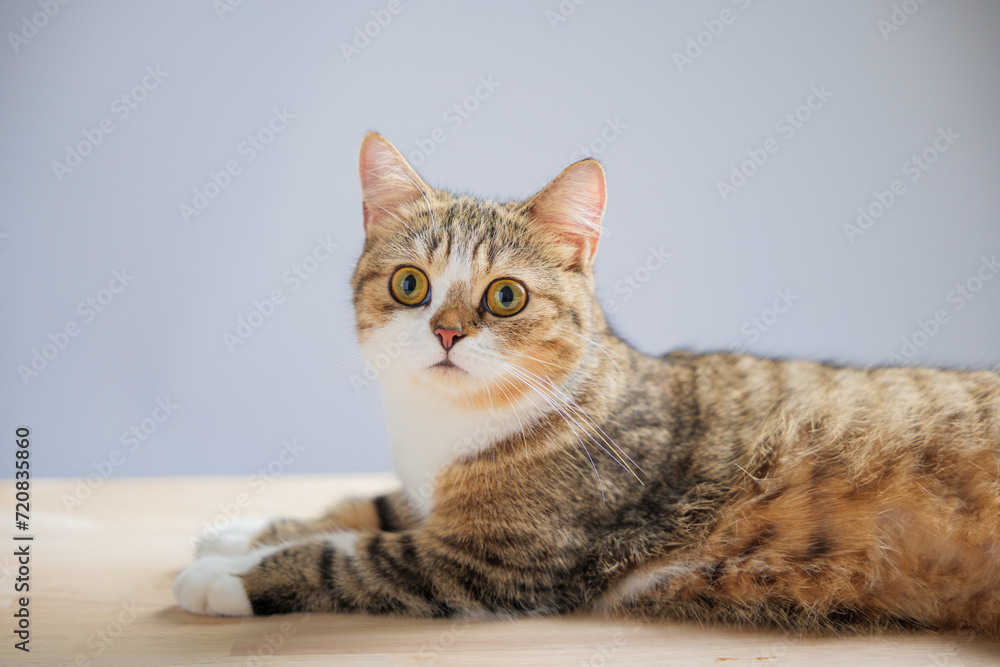 The isolated image features a cheerful little grey Scottish Fold cat on a white background, standing with a straight tail, showcasing its playful and endearing nature.