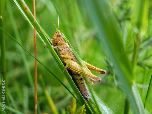 grasshopper in grass