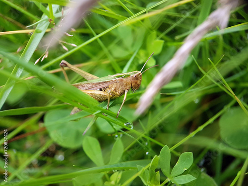grasshopper in grass