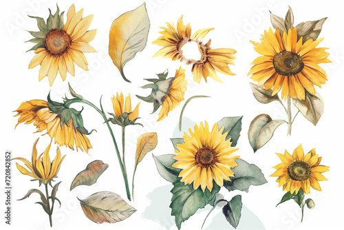 sunflower painting on white background