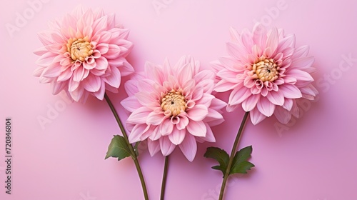 Pink dahlia flowers on pink background. 3d illustration. Generative AI