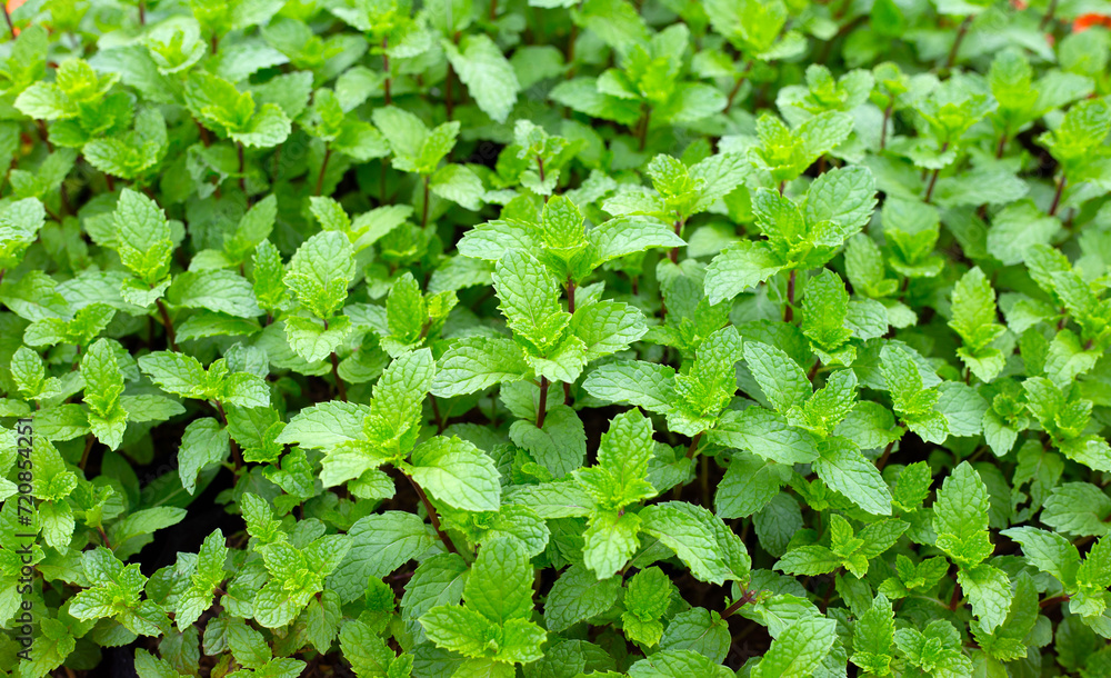Fresh green leaves of mint plant Fresh green leaves of mint plant