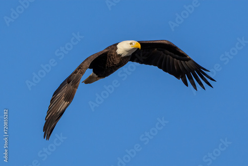 bald eagle in flight