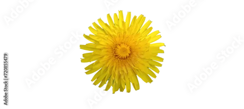 Panel kuchenny z motywem yellow dandelion isolated on black background. Nature.