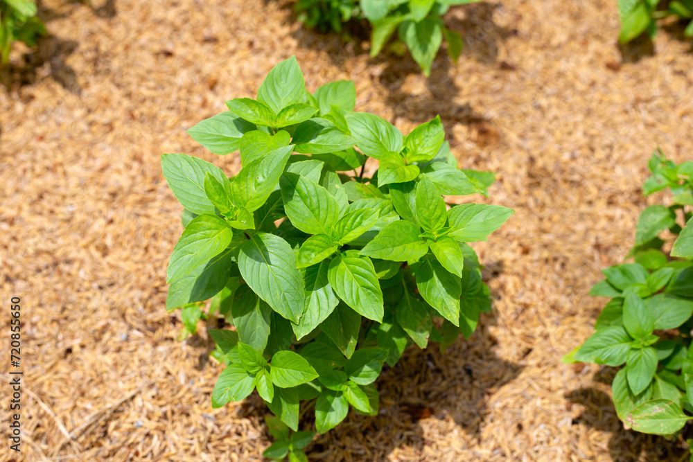 Fresh green leaves of sweet basil plant Fresh green leaves of sweet basil plant