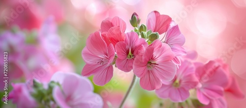 Vibrant Pink Geranium on Floral Background: A Stunning Floral Background with Pink Geranium Blossoms © AkuAku