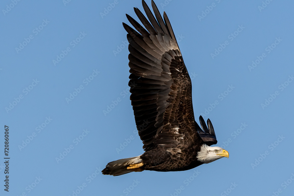 Obraz premium bald eagle in flight