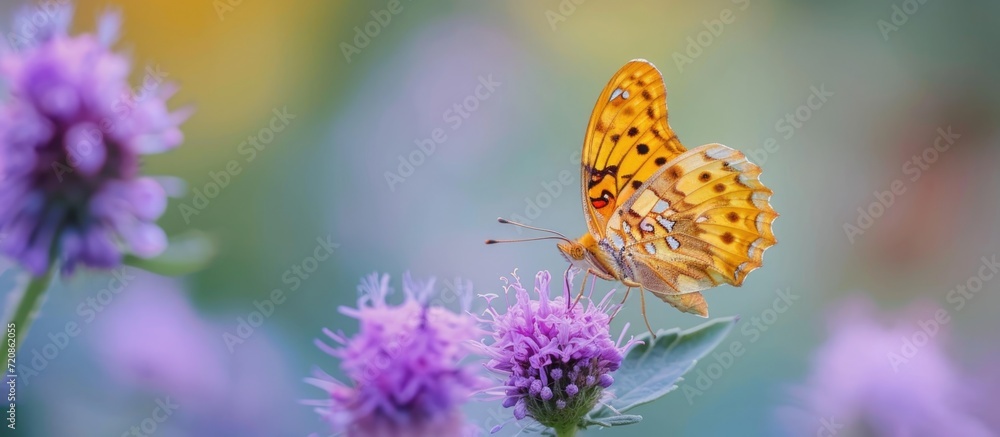 Gorgeous Argynnis on a small purple flower, close up. Gorgeous Argynnis on a small purple flower, close up.