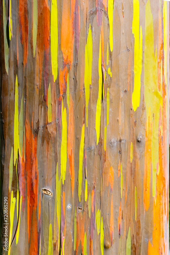 Rainbow Eucalyptus tree at Keahua Arboretum near Kapa'a, Kauai, Hawaii. Rainbow Eucalyptus is a tree of the species Eucalyptus deglupta with striking coloured streaks on its bark.  photo