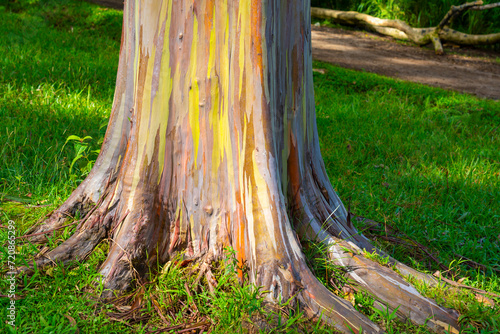 Rainbow Eucalyptus tree at Keahua Arboretum near Kapa'a, Kauai, Hawaii. Rainbow Eucalyptus is a tree of the species Eucalyptus deglupta with striking coloured streaks on its bark.  photo